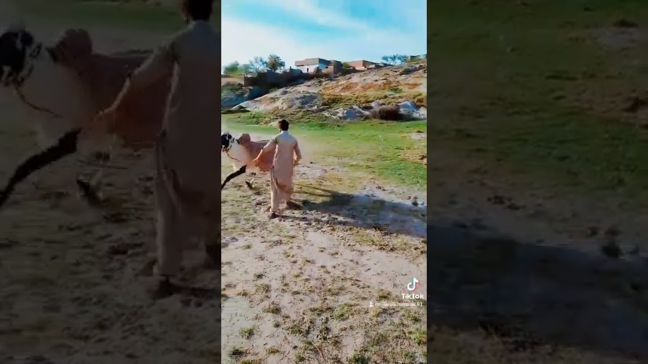 pindigheb jalsa videos