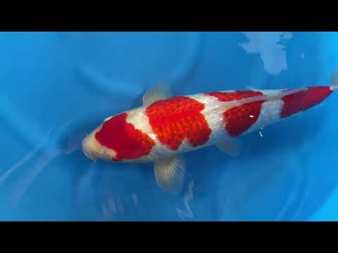 Ginrin Kohaku