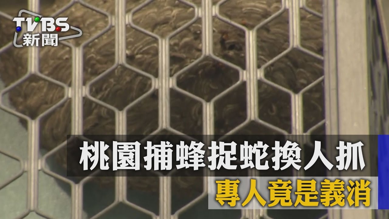 專業?桃園捕蜂捉蛇換人抓 專人竟是義消