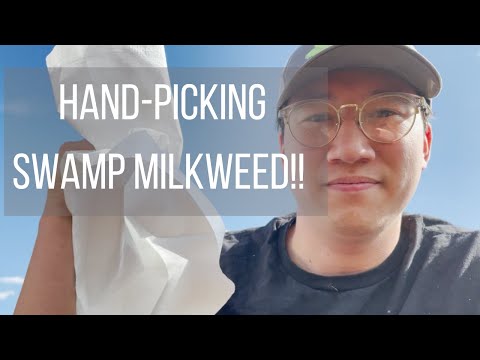Hand harvesting Swamp Milkweed