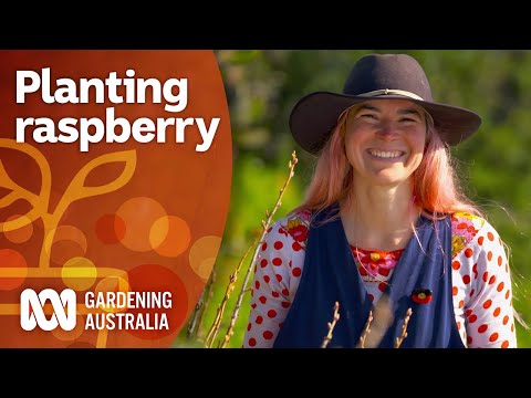 How to prepare your raspberry patch for summer | Gardening 101 | Gardening Australia