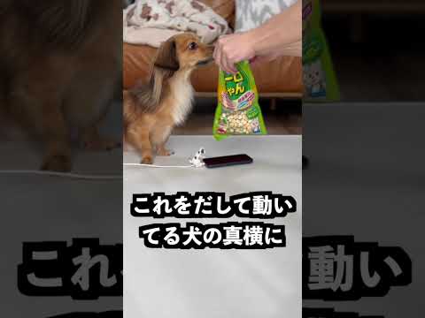 動いて充電する犬にアロンアルファを塗れば充電しなくなるはず！