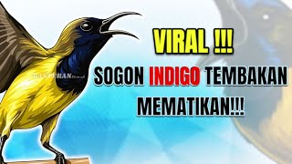 Download lagu 🔴 MASTERAN SOGON INDIGO VIRAL #sogonindigo #masteran sogon #sogongacor mp3