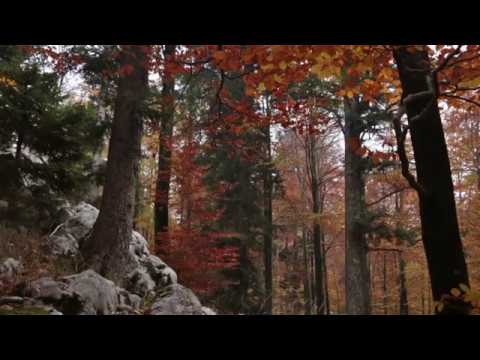 P. Vasks "Musica Serena"