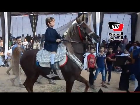 طفل يبهر الحاضرين بقيادته لجواد بمهرجان الدقهلية الأول للخيول العربية