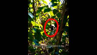 O animal com a mente mais brilhante do reino animal #misterio #floresta #curiosidades #biologia