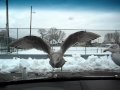 Feeding Seagulls