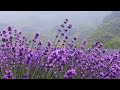 Lavender Field Rain Thunder Morning Birdsong For Deep Sleep