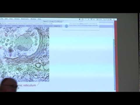 Kevin Ahern's BB 450/550 Classroom #2 for July 5 - Carbohydrates II
