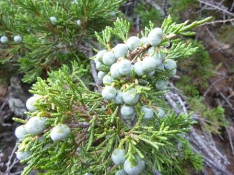 Ist Wacholder giftig?