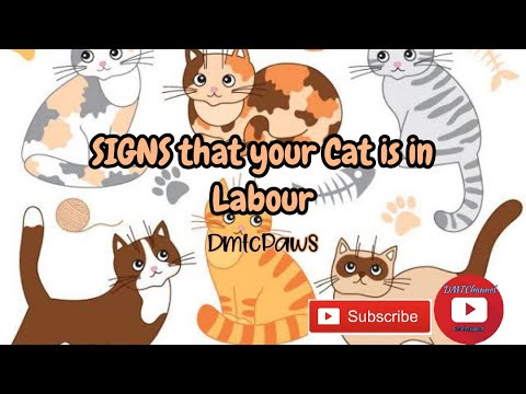 SIGNS that your Cat is in Labour