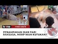 GEGER! Warga Kalimantan Tangkap Ikan Pari Raksasa | tvOne Minute