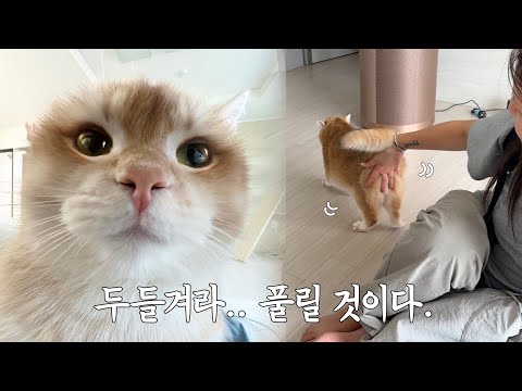 삐진 고양이한테는 똥팡이 약이다