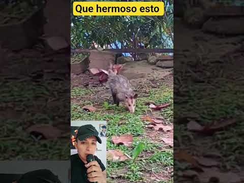 lo mas tierno que veras hoy 🫵😍 #fblifestyle #ultimasnoticia #youtube #humor #viral #shortvideo
