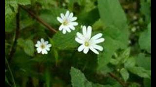 Connie Talbot -Walking In The Air