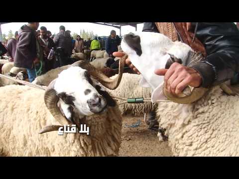 العلوش من مليون لل3ملاين بالفحص؟زيادات خيالية في عام واحد والمواطن يتفرج مفجووع..هل تنخفض قبل العيد؟