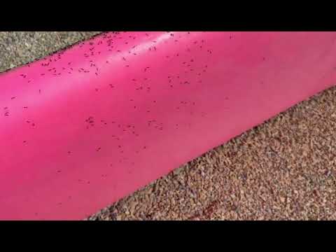 Surf Board Covered with Acrobat Ants in Port Reading, NJ