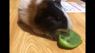 Guinea Pig Rodents Videos