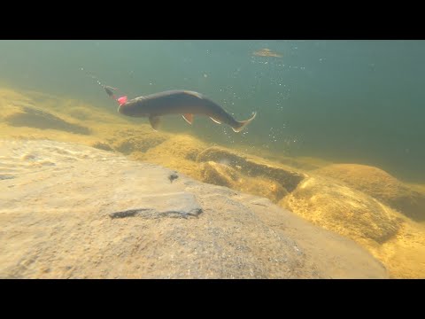 Fishing Atlantic Char/Røyefiske i Finnmark