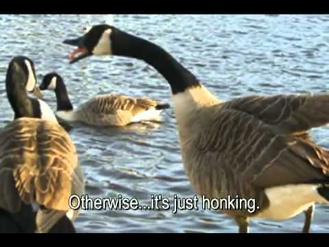 Lessons To Learn From Geese .flv