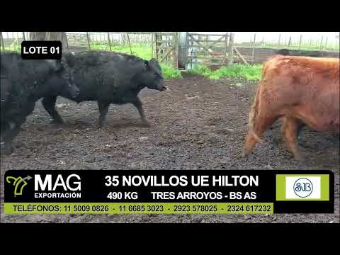 Lote 35 Novillo Exportacion UE HILTON en Tres Arroyos, Buenos Aires