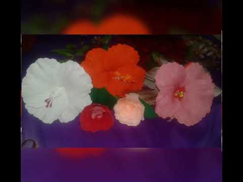 Hibiscus  flower make with duplex paper