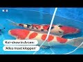ARCEN: Grootste koi-show ter wereld