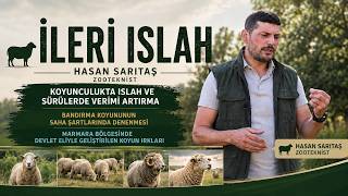 KOYUNCULUKTA ISLAH VE SÜRÜLERDE VERİMİ ARTIRMA I İLERİ ISLAH
