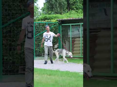 Video di BABA