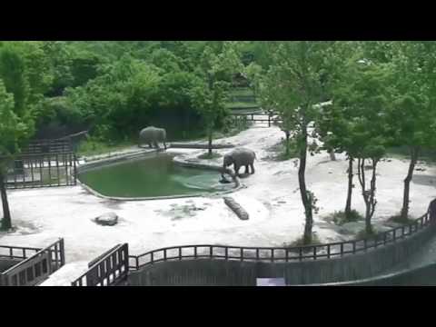 Baby elephant rescued by nanny and mother elephant after fell into water