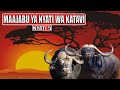 ANGALIA KILICHO WASHANGAZA WENGI KUHUSU NYATI WA KATAVI