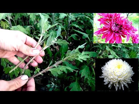 How to grow chrysanthemums from cutting / easy way 100% root