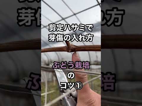 園芸 ブドウに関するよくある質問