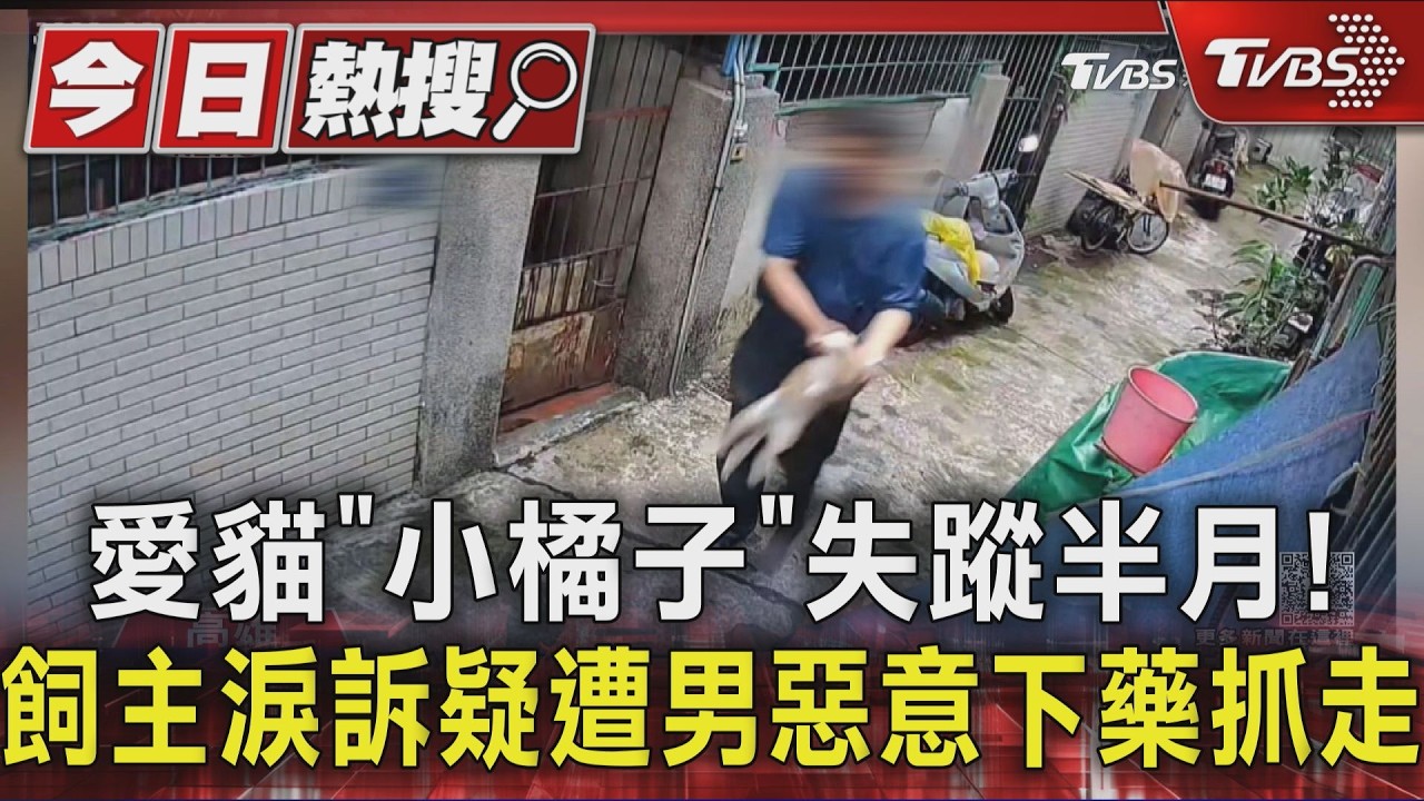 愛貓「小橘子」失蹤半月!飼主淚訴疑遭男惡意下藥抓走｜TVBS新聞 @TVBSNEWS01