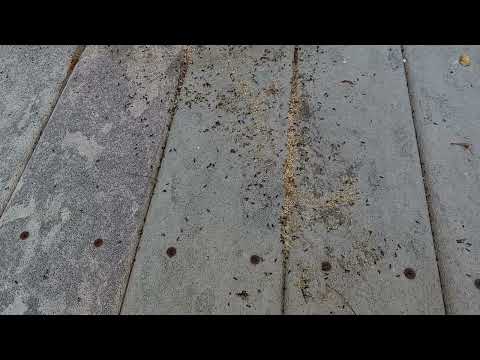 Ants Coming from Underneath the Deck in Spring Lake, NJ