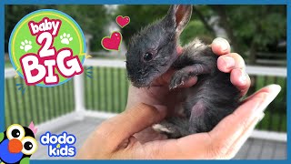 Tiny Bunny Is So Much Smaller Than His Baby Siblings | Baby 2 Big | Dodo Kids