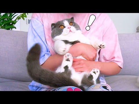 Do Cats Like Hugs? | Compilation