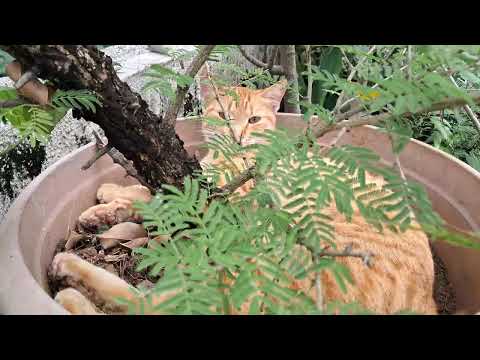 Cute Cat Slipping in Planter#Cat#