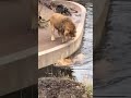 Distracted Lion Takes A Tumble