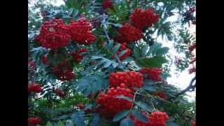 Jarzębino czerwona.