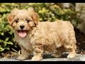 Cavachon dogs for sale: Darcy  - Video 1