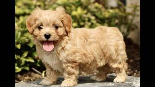 Video preview image #1 Cavapoo (Miniature) Puppy For Sale in RONKS, PA, USA