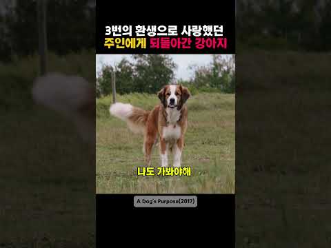 세번의 환생으로 사랑했던 주인에게 돌아온 강아지 #movie