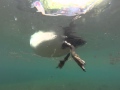 Duck Feet Under Water