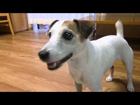 犬がプルプル震える 原因と止める対処方法 動画 犬のq A集 Dogoo Com