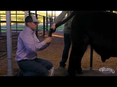 Fitting a Calf’s Tail