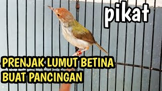 Download lagu SUARA PRENJAK LUMUT BETINA UNTUK PANCINGAN & PIKAT AMPUH mp3 Download lagu SUARA PRENJAK LUMUT BETINA UNTUK PANCINGAN & PIKAT AMPUH mp3