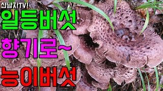 일등 버섯 능이버섯 향기로~산남자 산행 폭우속에서 능이 버섯을 만나다 자연 건강 항암 약초 밤버섯  mush…