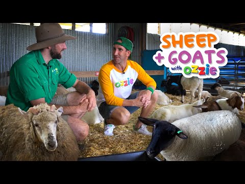 Learn About Farm Animals for Kids | Sheep, Goats and Cattle Dogs with Ozzie