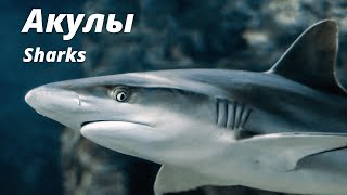 #тест #география #тестпогеографии
Тест Акулы. Хорошо ли ты знаешь акул? Игра-викторина для детей, школьников и взрослых

Тест Акулы Хорошо ли ты знаешь акул? Проверь себя в нашей викторине

Sharks for all

Проверьте свои знания и